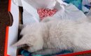 ゴミ置き場にいたボロボロの子猫→「１週間持つかわからない」と言われ…