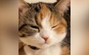 猫が『あくび』をする直前、『口元』を見ていると……悶絶必至の『尊す…