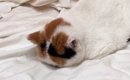大嫌いな『動物病院に連れていかれた猫』が…まさかの行動が可愛すぎる…