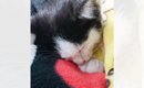 カラス3羽に襲われ『池に逃げ込んだ子猫』を保護→お世話して数日が経…