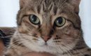 妻が抱っこすると『ドヤ顔』になる猫→夫が抱っこしたら…あまりにも露…