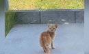 『家の前に現れるようになった子猫』と交流→少しずつ距離が縮まると……