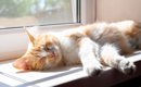 猫の命を削る『ダメな飼い方』5選　長く一緒にいたいなら今すぐ改善を