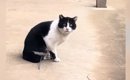 『足に罠がついたまま歩いていた猫』との出会いから２年…保護までの記…