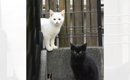 ７年前、あどけない表情の『白猫と黒猫』を家族に迎えて…現在→素敵す…