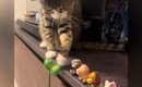 いつもフィギュアを落としていく猫→テープを貼って『対策』してみたら…