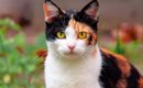 猫の『平均寿命』ってどれくらい？猫種による違いや長寿の秘訣もご紹介