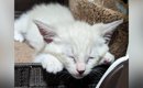 白かった子猫→成長していくと……まさかまさかの『現在の様子』に驚愕の…