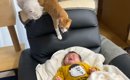 爆泣きしている赤ちゃんの周りに『続々と猫が集まってきた』結果…とん…