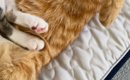 遊び疲れた2匹の猫→いっしょに昼寝を始めて…あまりにも尊い光景に「な…