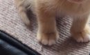 高いところに登ったりして『遊んでいた子猫』→疲れてしまったようで……