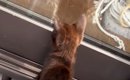 庭に現れた『人懐っこい子猫』を家族に迎えた結果→８か月が経つと…心…
