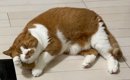 貰ってきたお土産に猫のものが含まれていたら…飼い主が初めてみた『ま…