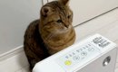 ヒーターが大好きな猫→ついていないことに気づいた結果…次の瞬間見せ…