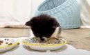 子猫がごはんを完食した次の瞬間…凄まじい破壊力『まさかの行動』が14…