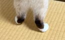 洋服タンスの扉を開けたら、『猫』がやってきて…まるで『泥棒』のよう…