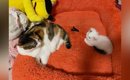 先輩猫と並ぶ『とっても小さかった子猫』→３年後……まさかまさかの光景…