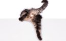 猫の『肛門腺絞り』はしたほうがいい？　必要となるケースや正しい方…