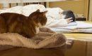 体調不良で長男が休んでいたら、3匹の猫が……思わず胸が熱くなる『素敵…