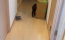帰宅した瞬間、黒猫が一目散に駆け寄ってきて…あまりにも尊い『お出迎…