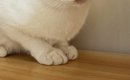 『父ちゃんが撮ったときと母ちゃんが撮ったとき』→あまりにも違う『ネ…