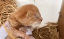 『置き去りにされた子猫』→ママ猫と再会したら…愛あふれる光景に涙が…