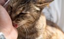 猫が飼い主を『舐めてくる』意味とは？5つの部位で異なる心理や応え方…