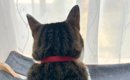 窓の外を眺める猫を撮影していたら、やきもちを焼いた同居猫が…可愛す…