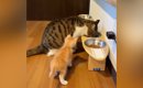 同居猫よりも小さかった『茶トラの子猫』→すくすくと成長した結果…現…