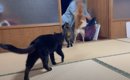 大好きなおばあちゃんがお泊りに来たら、猫と犬が……「いい人なのが伝…