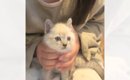 『神社で生まれた猫』を保護して育てた結果…立派に成長した『現在の様…