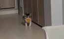 ボールを口にくわえて運び始めた子猫→『向かった先』が…涙が出るほど…
