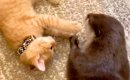 出会ったばかりのカワウソと子猫→一緒に遊ぶ様子を見てみると…『あま…