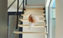 階段を上がって『パパを起こしに行く猫』→部屋の前に到着すると…尊す…