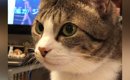 猫に『おさかな食べる？』と聞いてみた結果…『可愛すぎる反応』と素敵…