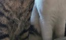 激しくケンカをしていた2匹の猫→飼い主が止めに入った結果…まさかの表…