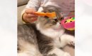 女の子が猫と『おままごと』→ご飯をあげるフリをした結果…まさかの反…