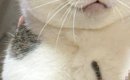ママに両手で抱えられ、完全に脱力しきった様子の猫→『表情』を見ると…