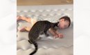お昼寝している赤ちゃんのそばで…隣にやって来た猫がとった『まさかの…