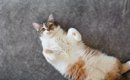 猫があなたに『仲良くなりたい』と伝えているサイン4選　行動に隠され…
