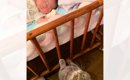 生まれたばかりの赤ちゃんがベッドで寝ていると…お兄ちゃん猫が見せた…