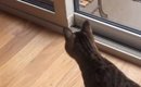 突然『窓の外』にやってきたのは……猫が急いで駆け寄ると→まさかの光景…