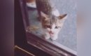 突然玄関に現れて『鳴いていた子猫』→ご飯をあげてみると……『心温まる…