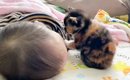 お昼寝している『赤ちゃん』のもとに『三毛猫の赤ちゃん』がやって来…