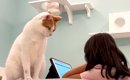 女の子が『夏休みの宿題』をしていると、２匹のネコが…思わず笑ってし…