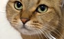 「なんか違うけど似合う」丸顔で可愛い猫が、帽子をかぶった結果…あま…