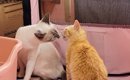 同じ日にやってきた『2匹の保護子猫』→いっしょに過ごすようになって……