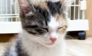 ウトウトと『寝落ちしそうになっていた子猫』→そばに先住猫がやって来…