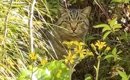 『庭にきた野良猫』に話しかけてみたら…突然の出会いから『涙の結末』…