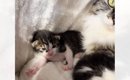 建設会社が猫を保護→突然『2匹の赤ちゃん猫』が生まれて…１年間の『軌…